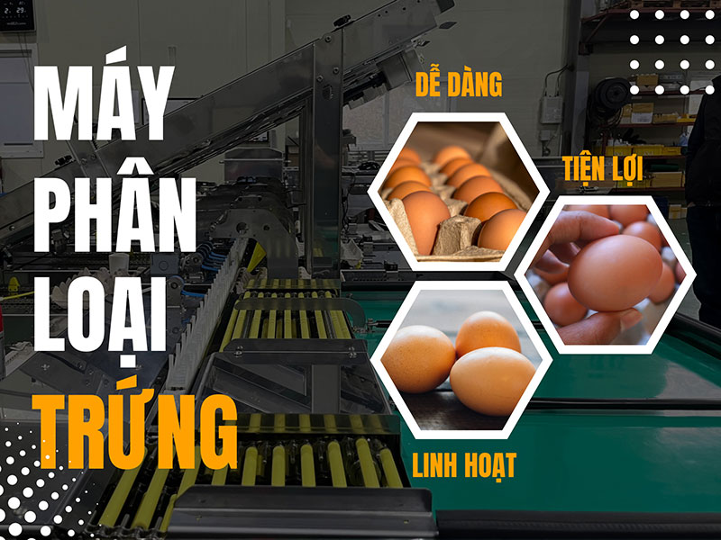 máy phân loại trứng B.H.N