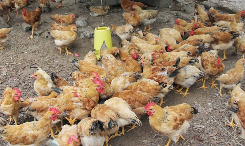 xử lý buôn bán vật nuôi nhập lậu