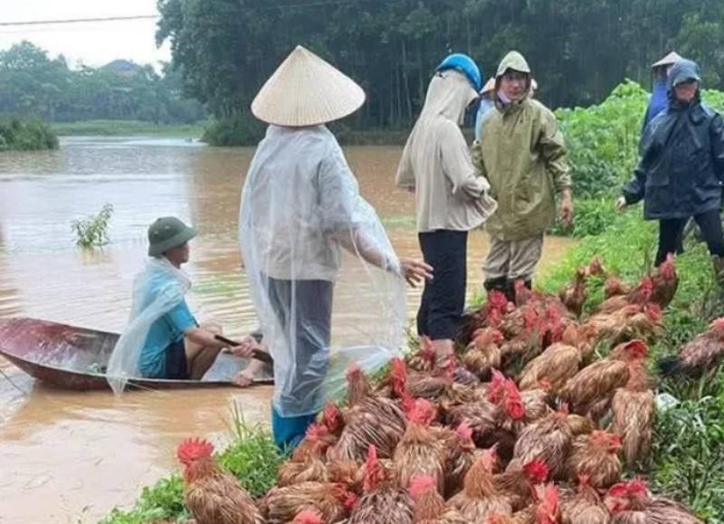 gia cầm chết do mưa lũ