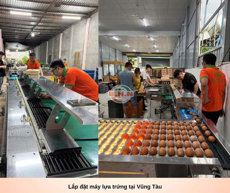 máy phân loại trứng