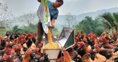 Kỹ thuật chống nóng hiệu quả cho vật nuôi