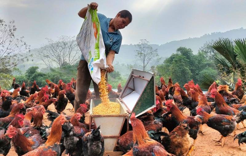 chống nóng cho vật nuôi