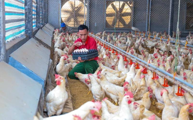 Quy trình nuôi gà đẻ