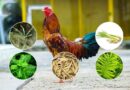 Phương pháp sử dụng thảo dược trong khẩu phần ăn của gia cầm