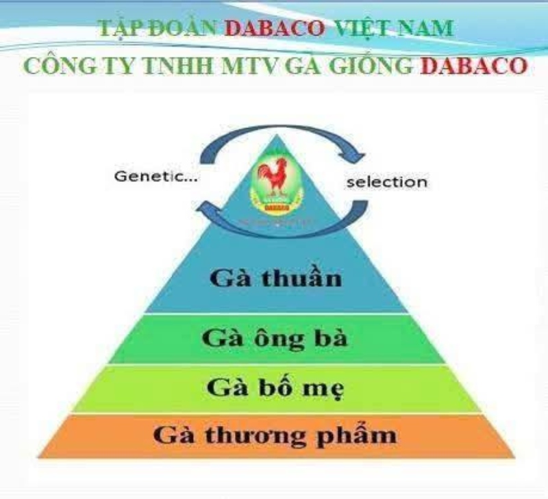 gà 4 cấp của Dabaco