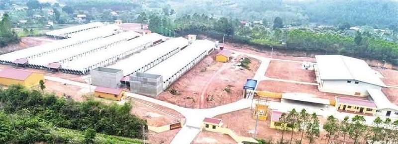 gà 4 cấp của Dabaco