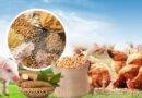 Kiến nghị gỡ “nút thắt” thuế VAT nguyên liệu chăn nuôi để hạ giá đầu vào