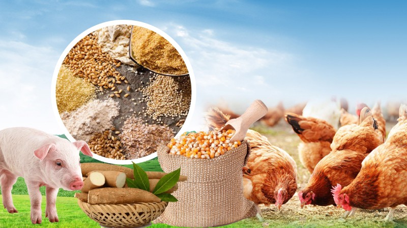 thuế VAT nguyên liệu chăn nuôi