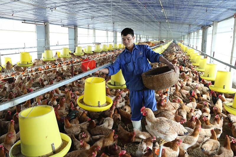 thị trường gia cầm