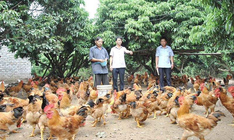 giá gà đồi yên thế