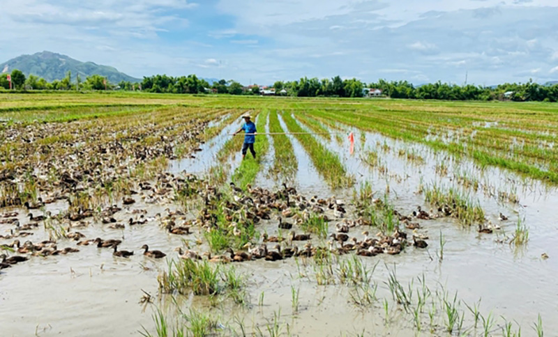 nuôi vịt biển