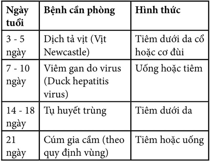 chăm sóc vịt con