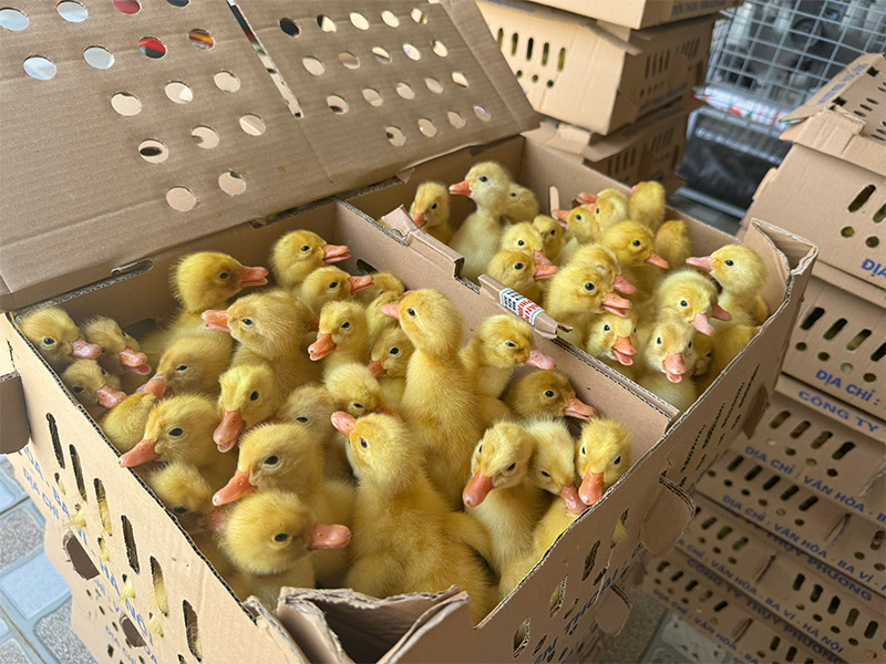 chăm sóc vịt con