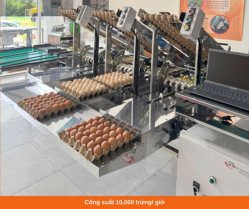 máy phân loại trứng