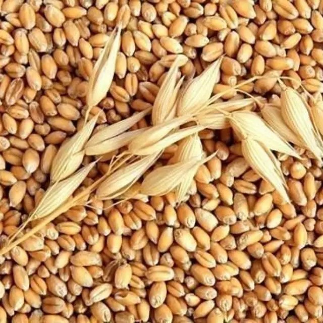 giá thức ăn chăn nuôi