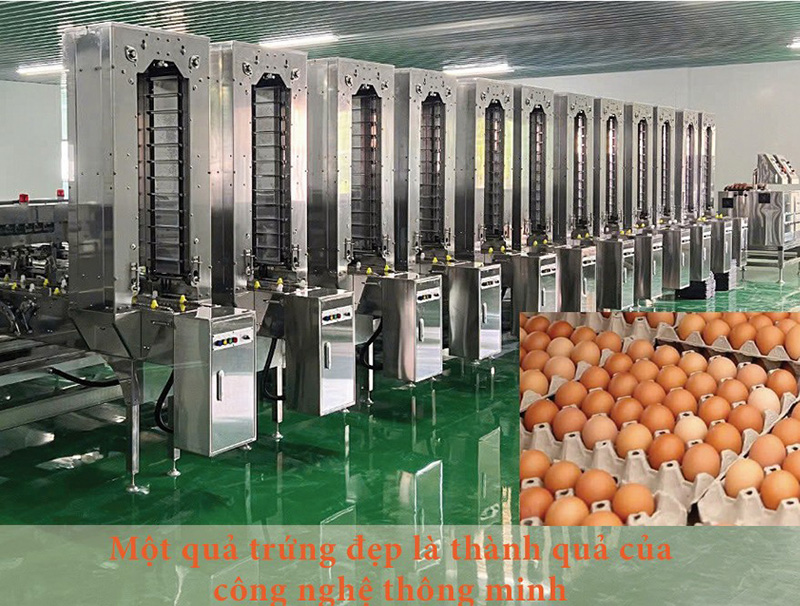 Máy phân loại trứng