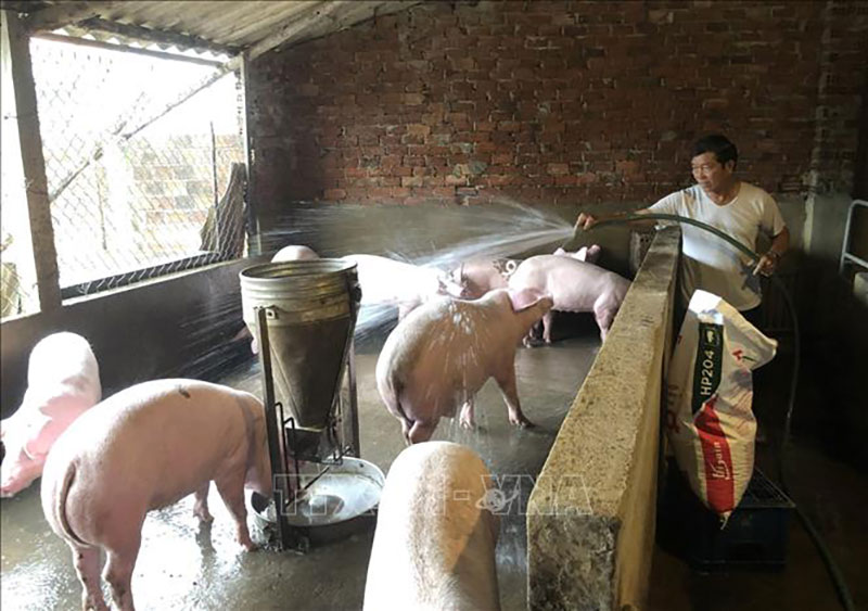 dịch bệnh chăn nuôi