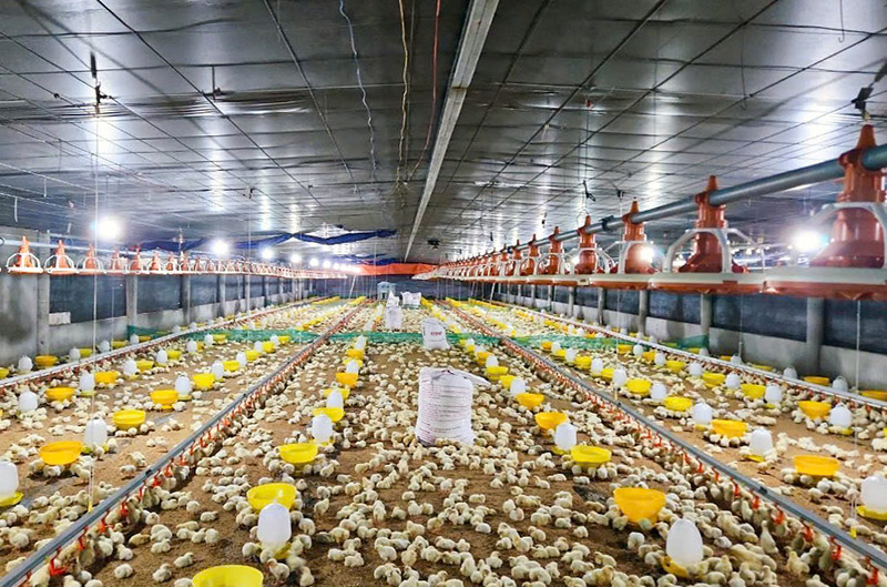 chăn nuôi khánh hòa