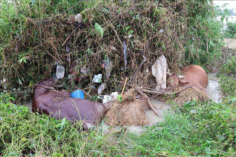 vật nuôi chết do mưa lũ