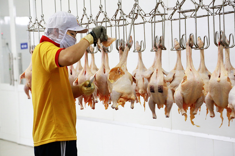 xuất khẩu gia cầm