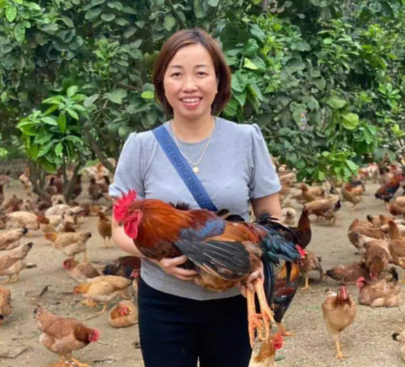 gà Mía số 1-Dabaco