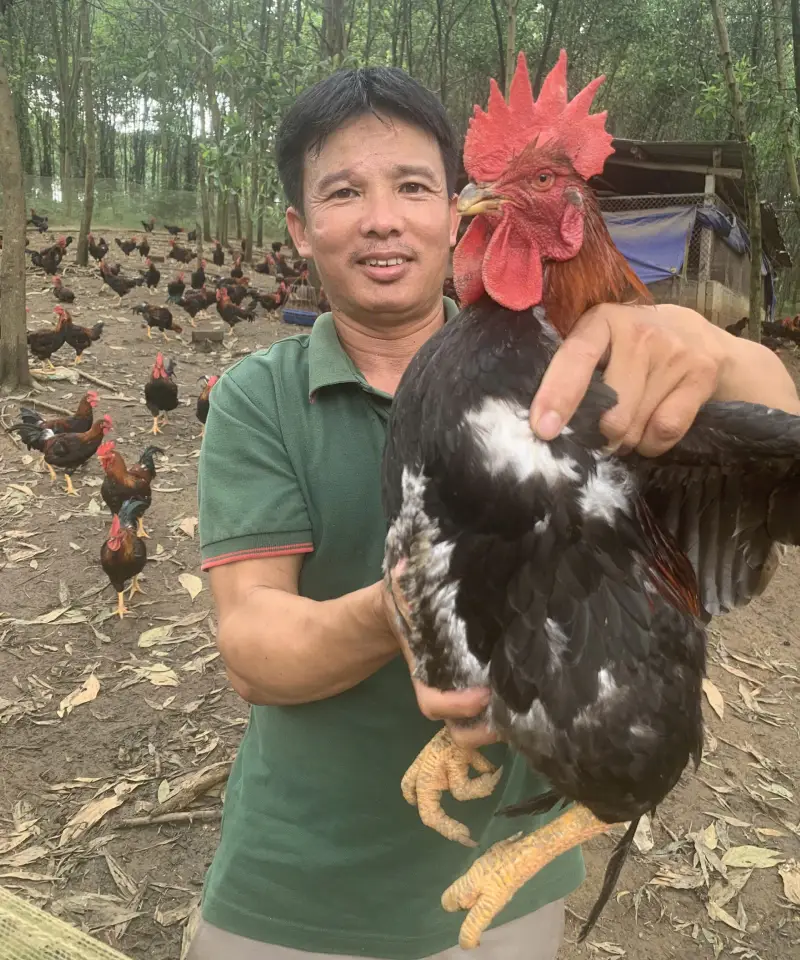 gà Mía số 1-Dabaco