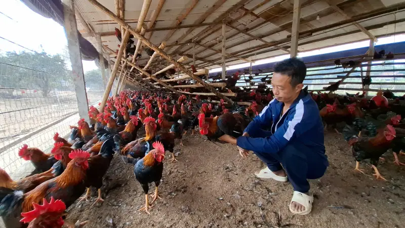 gà Mía số 1-Dabaco