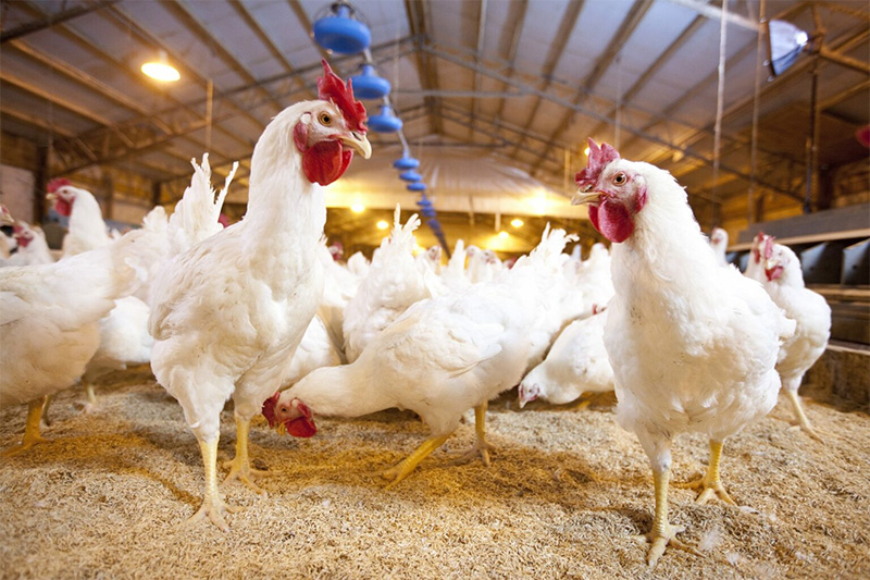 Quality Poultry Breeders