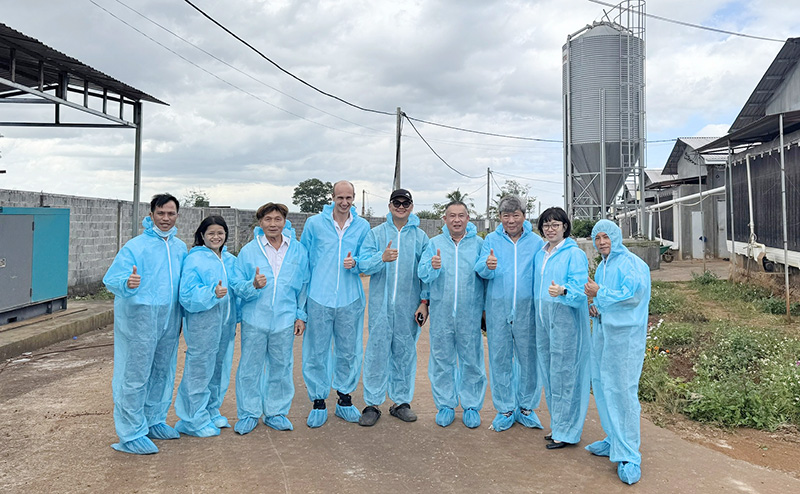 giống gà Mavin Dekalb Brown