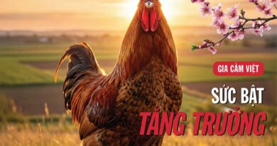 Đón đọc Tạp chí Thế giới Gia cầm số Xuân 2026