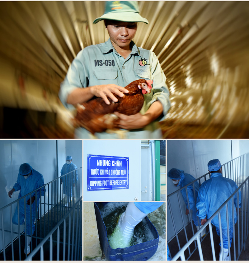 doanh thu dabaco 2025