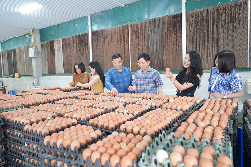 Hiệp hội Gia cầm Việt Nam (VPA)