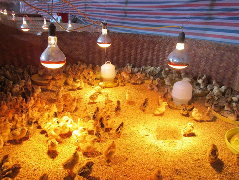 chăn nuôi khi nồm ẩm