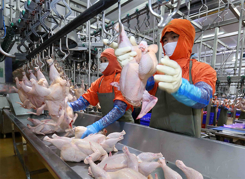 xuất khẩu gia cầm