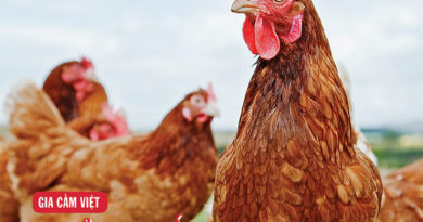 Đón đọc Tạp chí Thế giới Gia cầm số 87