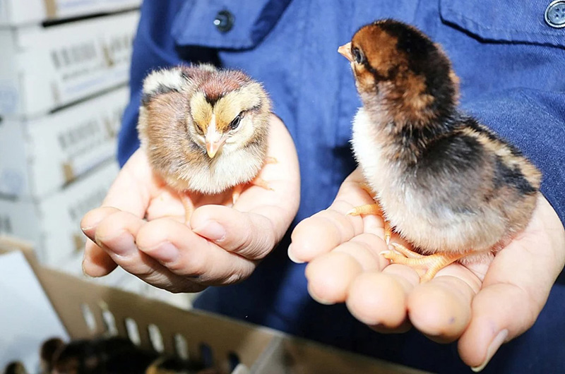 gia cầm việt nam