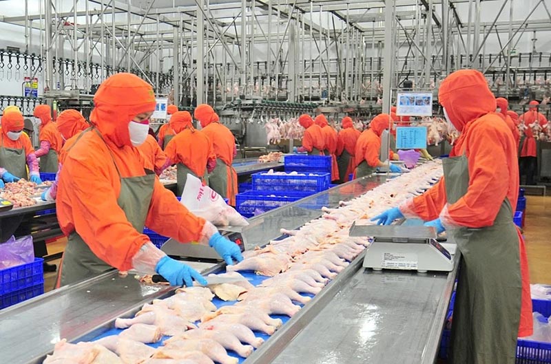 gia cầm việt nam