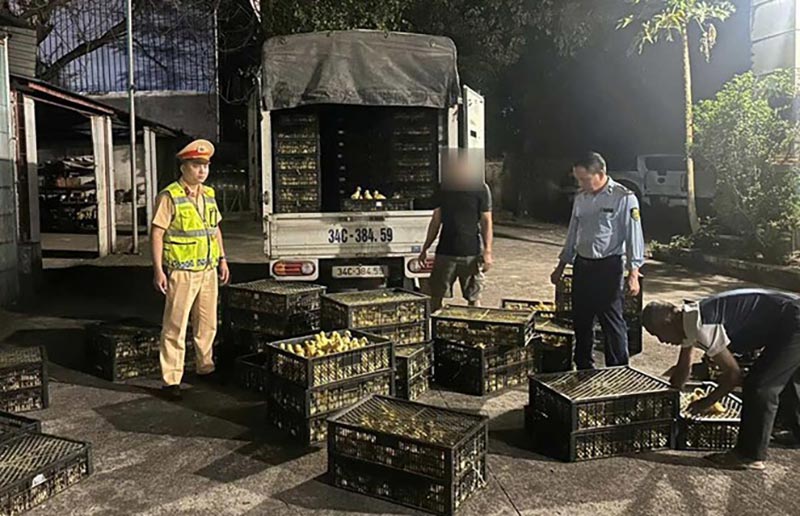 gia cầm nhập lậu