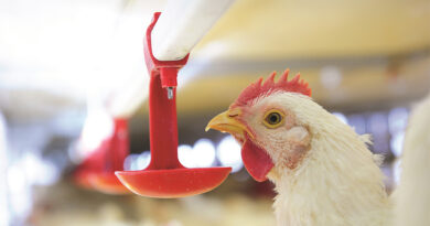 Nước: Dưỡng chất bị lãng quên trong chăn nuôi gia cầm