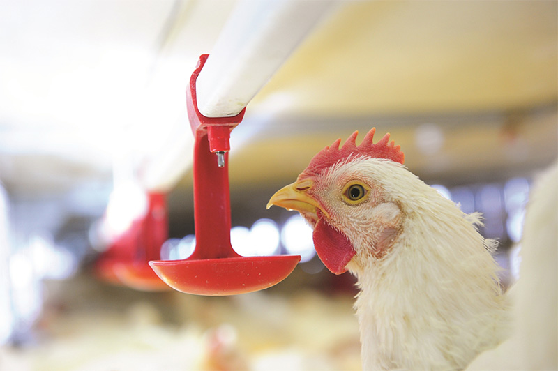 vai trò nước nuôi gia cầm