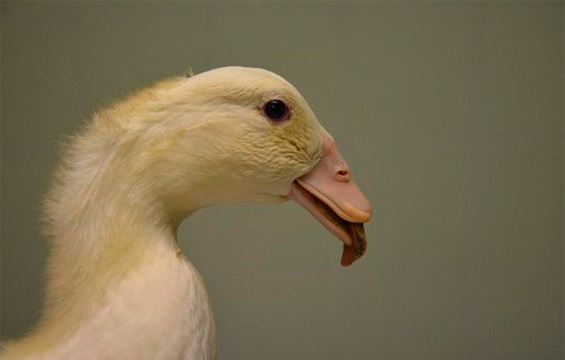 viêm teo mỏ vịt