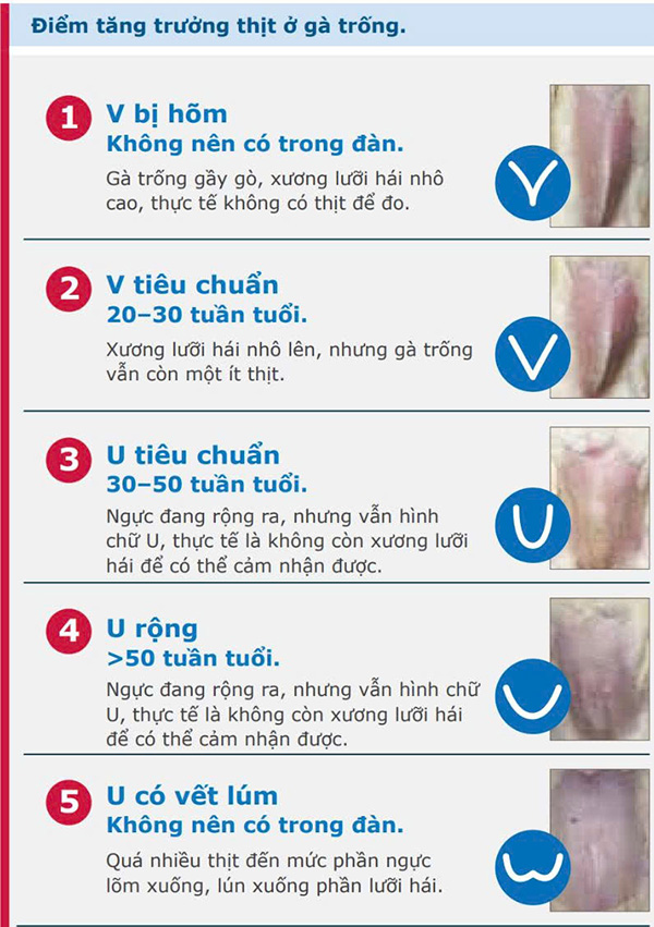 tăng trưởng thịt ở gà trống