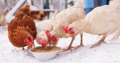 Sử dụng thức ăn chăn nuôi: Kết hợp hiệu quả giữa chi phí và tính bền vững
