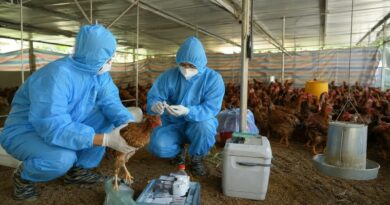 Cục Chăn nuôi và Thú y yêu cầu siết chặt phòng, chống cúm gia cầm trên cả nước