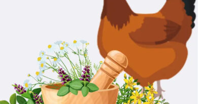 Bổ sung thảo dược chống nóng cho gà trong mùa hè