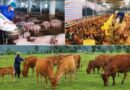 Chăn nuôi lợn, gia cầm tiếp tục tăng trưởng trong tháng 8