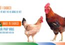 J số 1 Dabaco: Thêm kỳ vọng về con giống mới cho người chăn nuôi