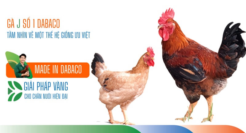 gà J số 1 Dabaco