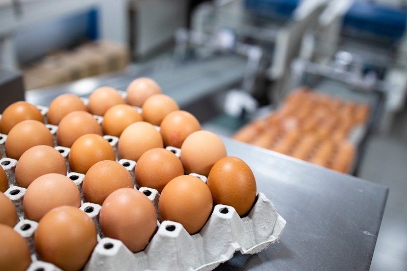 egg day