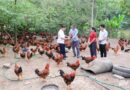 Giá gà bấp bênh, cần liên kết để ổn định sản xuất